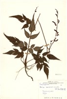 藏品(阿里山落新婦)的圖片